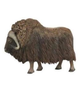 Piżmowół arktyczny