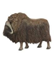 Piżmowół arktyczny