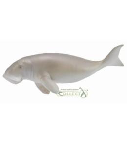 Diugoń przybrzeżny