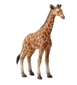 Żyrafa siatkowana cielę