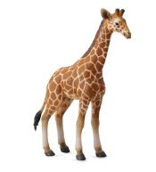 Żyrafa siatkowana cielę