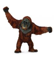 Orangutan