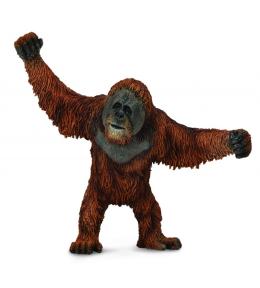 Orangutan