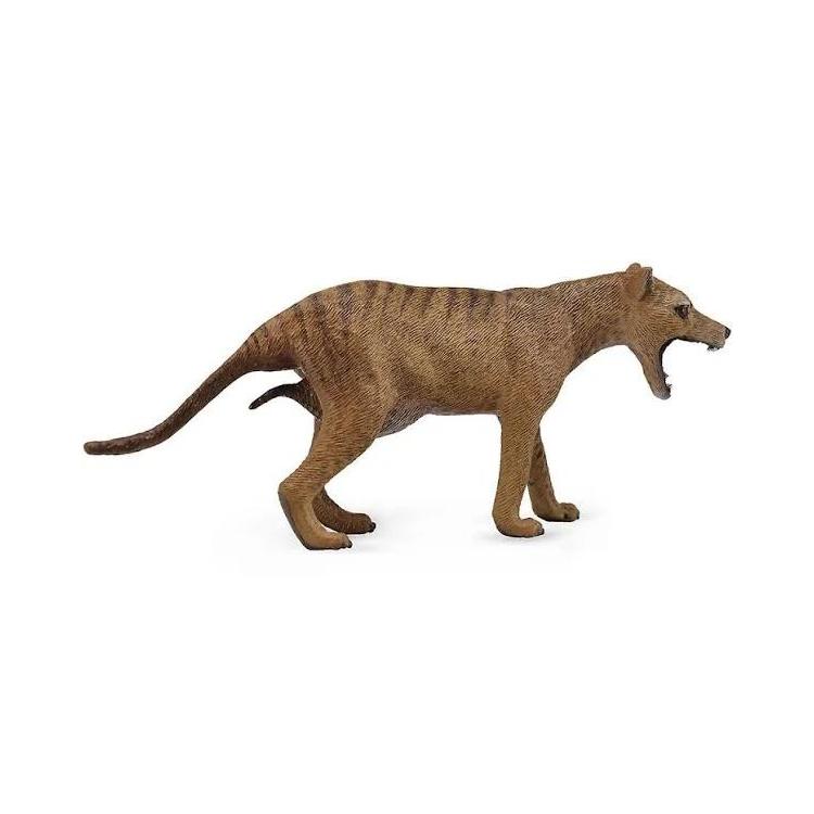 Wilk workowaty (tasmański) samica