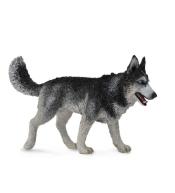 Pies Rasy Siberian Husky