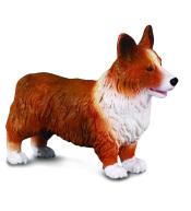 Pies irlandzki corgie