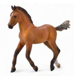 Źrebię rasy Hanowerski