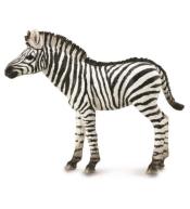 Zebra Foal