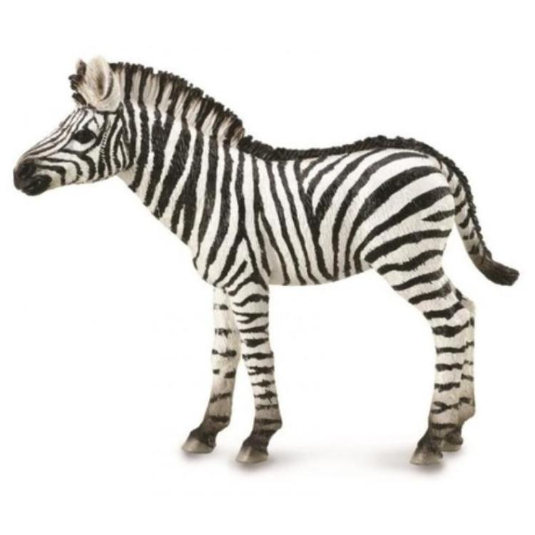 Zebra Foal