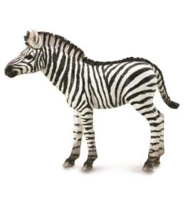 Zebra Foal