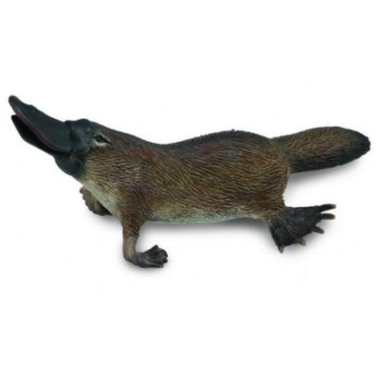 Dziobak australijski