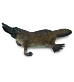 Dziobak australijski