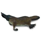 Dziobak australijski