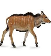 Antylopa Eland cielę