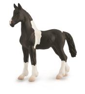 Źrebię Barcock Pinto