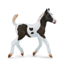 Źrebię rasy Bashkir Curly