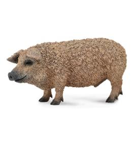 Świnia węgierska Mangalica