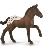 Źrebię Sugarbush Draft