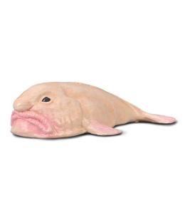 Blobfish
