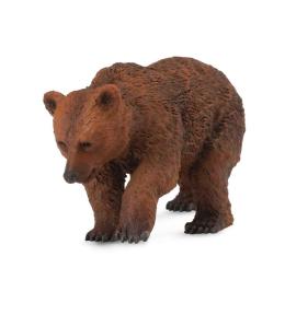 Młody niedźwiedź brunatny