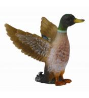 Samiec kaczki krzyżówki