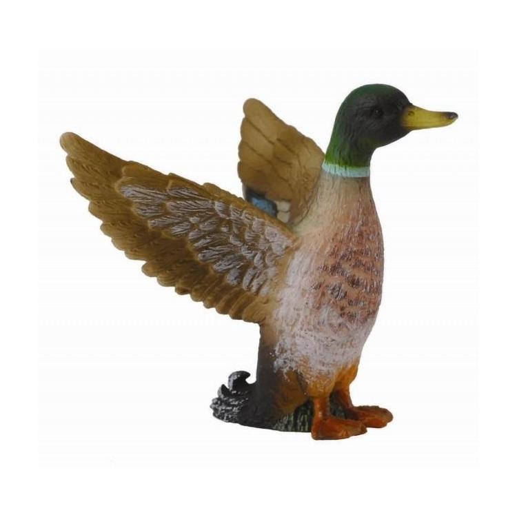 Samiec kaczki krzyżówki