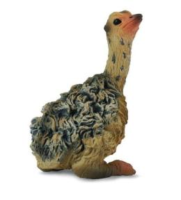 Struś młody siedzący