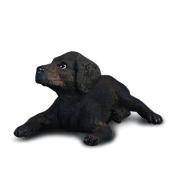 Pies labrador szczęnię