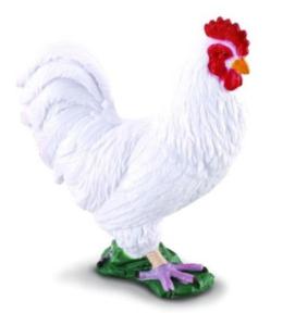 Kogut biały