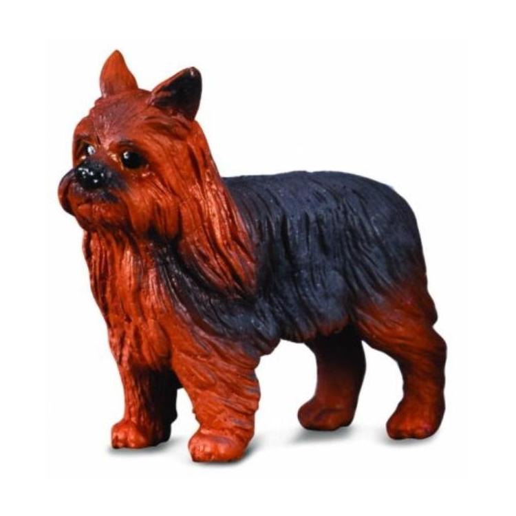 Pies Yorkshire Terier