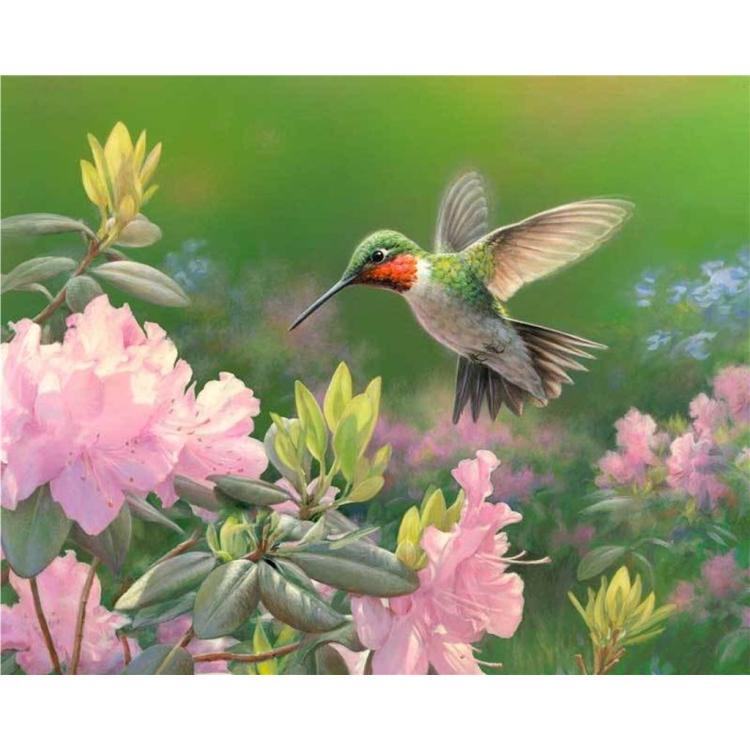 Malowanie po numerach - 40x50cm Koliber