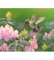 Malowanie po numerach - 40x50cm Koliber