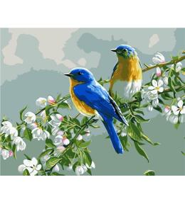 Malowanie po numerach - 40x50cm Ptaki
