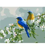 Malowanie po numerach - 40x50cm Ptaki