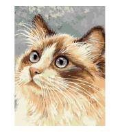 Malowanie po numerach - 30x40cm Kot