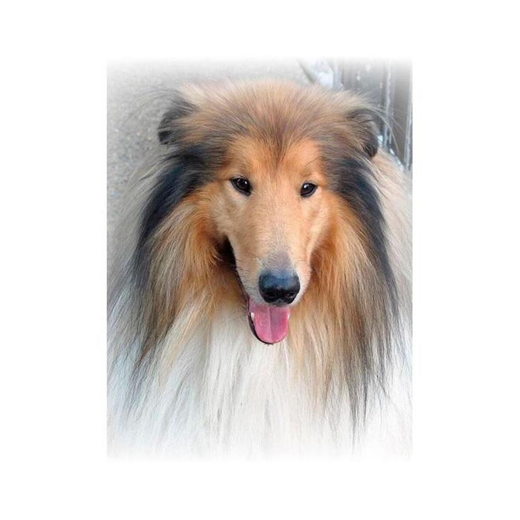 Mozaika diamentowa 5D - Lassie 40x30cm