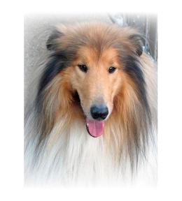 Mozaika diamentowa 5D - Lassie 40x30cm