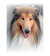 Mozaika diamentowa 5D - Lassie 40x30cm