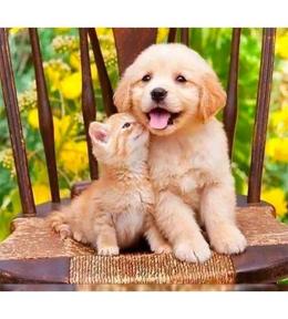 Mozaika diamentowa 5D -Pies i kot 40x30cm