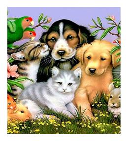 Mozaika diamentowa 5D - Zwierzęta 40x30cm