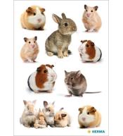 Naklejka Decor gryzonie