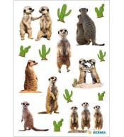 Naklejka Decor surykatki