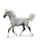 Półarabski ogier maści szaroczarnej