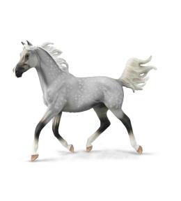 Półarabski ogier maści szaroczarnej