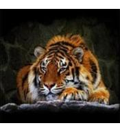 Mozaika diamentowa tygrys