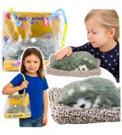 Śpiący husky na poduszce dżwięk