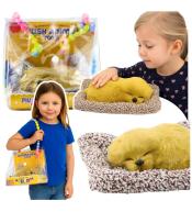 Śpiący labrador na poduszce dżwięk