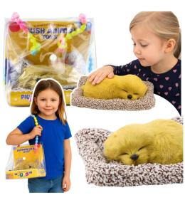 Śpiący labrador na poduszce dżwięk