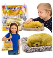 Śpiący labrador na poduszce dżwięk