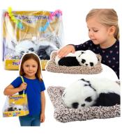 Śpiąca panda na poduszce